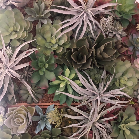 Pottery Barn Faux Succulent Wall Art Large - Picture 7 of 10